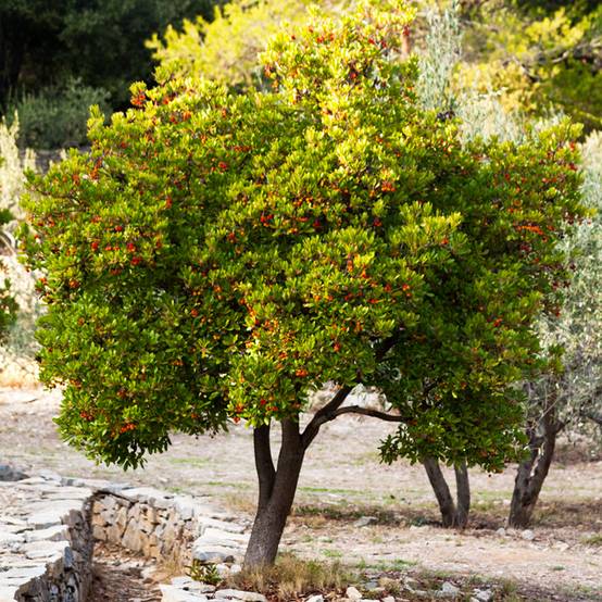 Arbutus unedo Compacta - Arbousier Pot de 2L/3L - Image 1