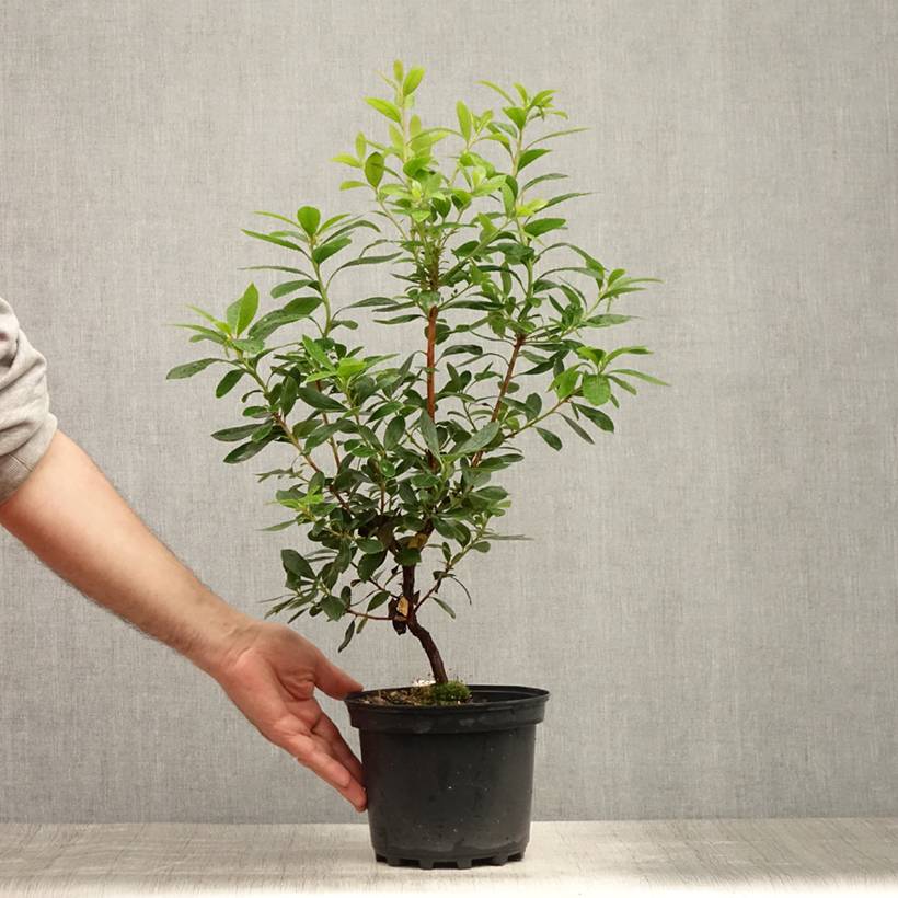 Arbutus unedo Compacta - Arbousier Pot de 2L/3L - Image 2