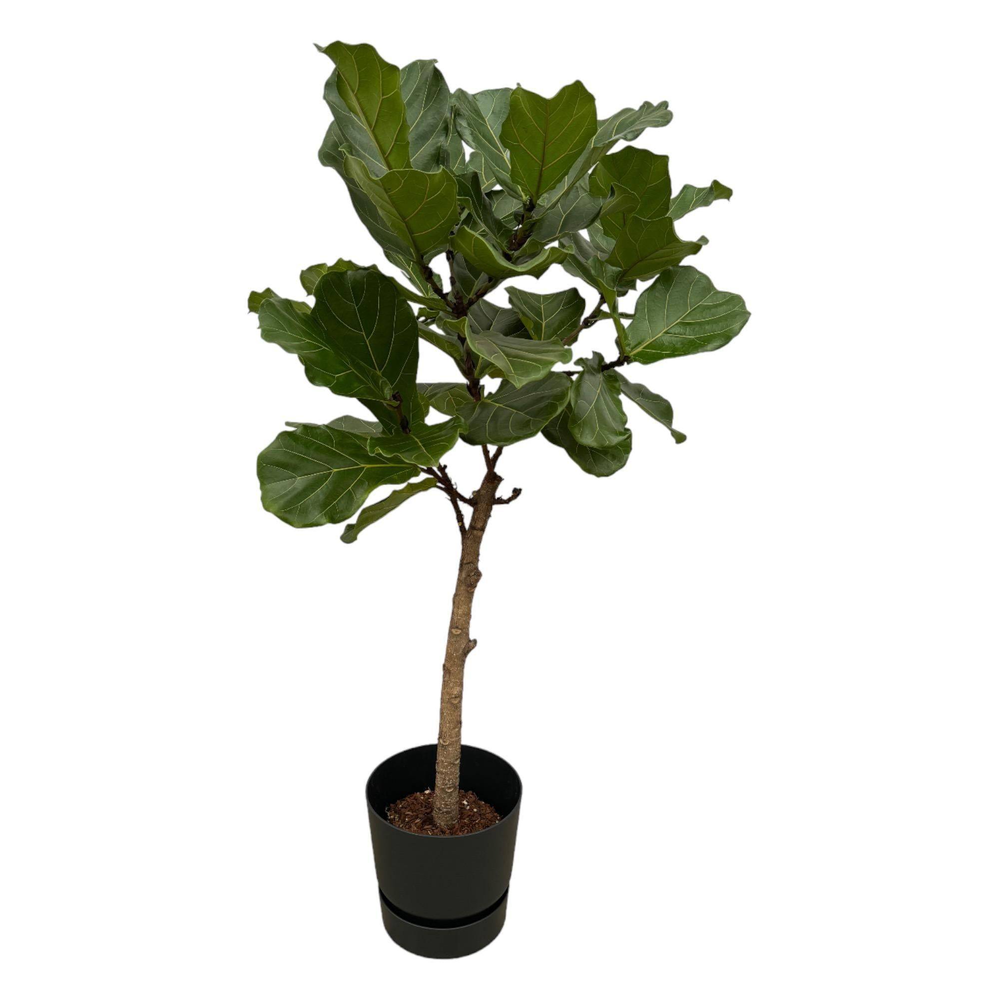 Ficus Lyrata et son pot- La Green Touch Noir + Reservoir - Hauteur 160cm