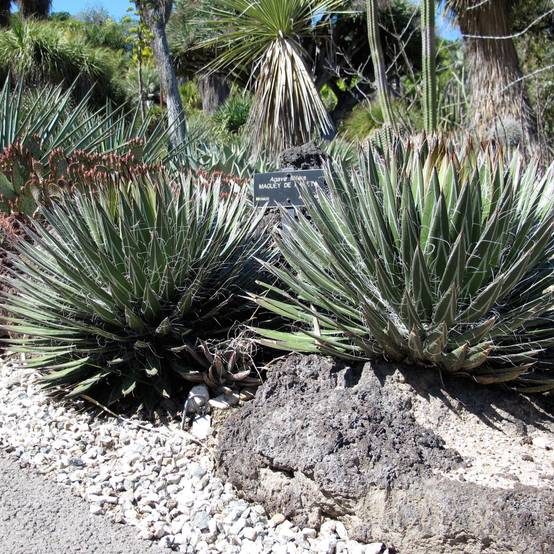 Promesse de Fleurs - Agave filifera Godet de 8/9 cm