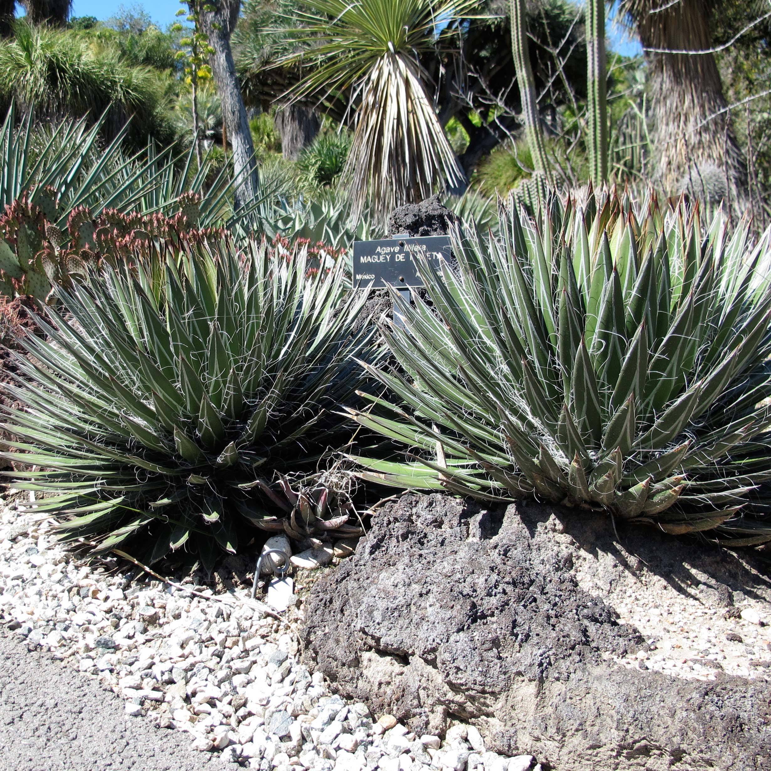 Promesse de Fleurs - Agave filifera Godet de 8/9 cm