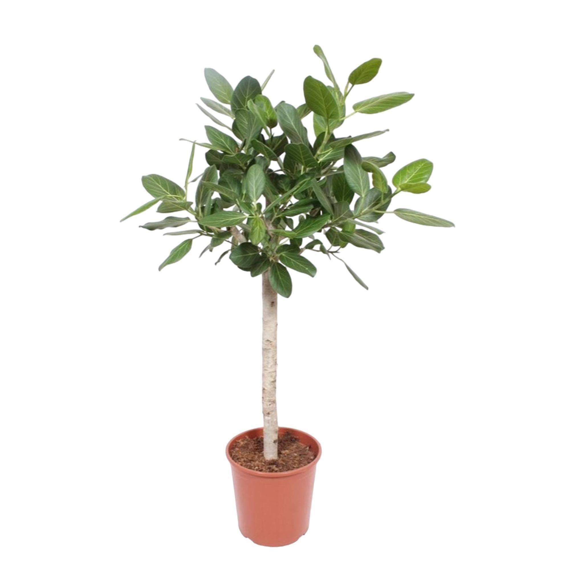La Green Touch - Ficus Audrey Benghalensis 140cm - Plante d'intérieur- La Green Touch - Imagen 1