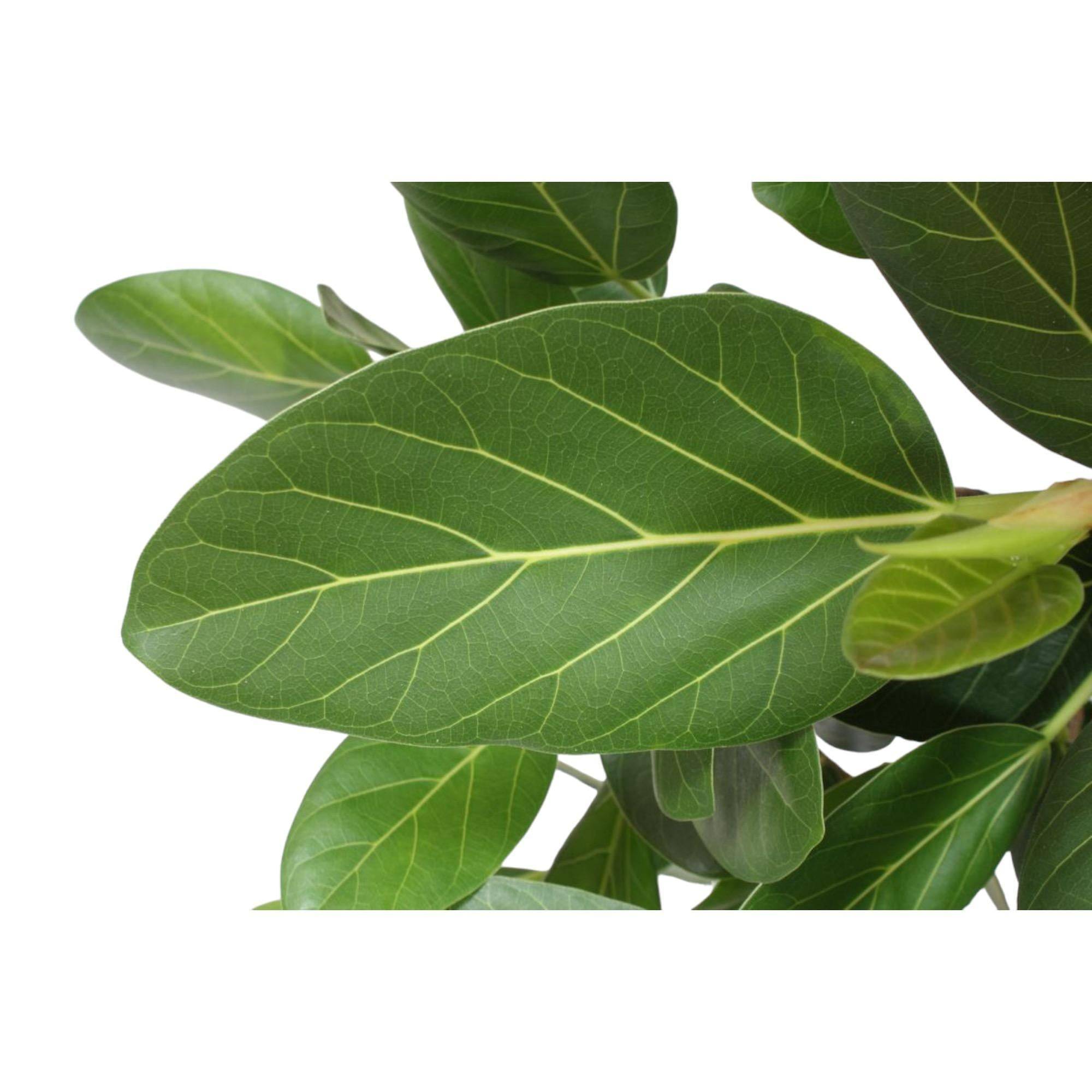 La Green Touch - Ficus Audrey Benghalensis 140cm - Plante d'intérieur- La Green Touch - Imagen 4