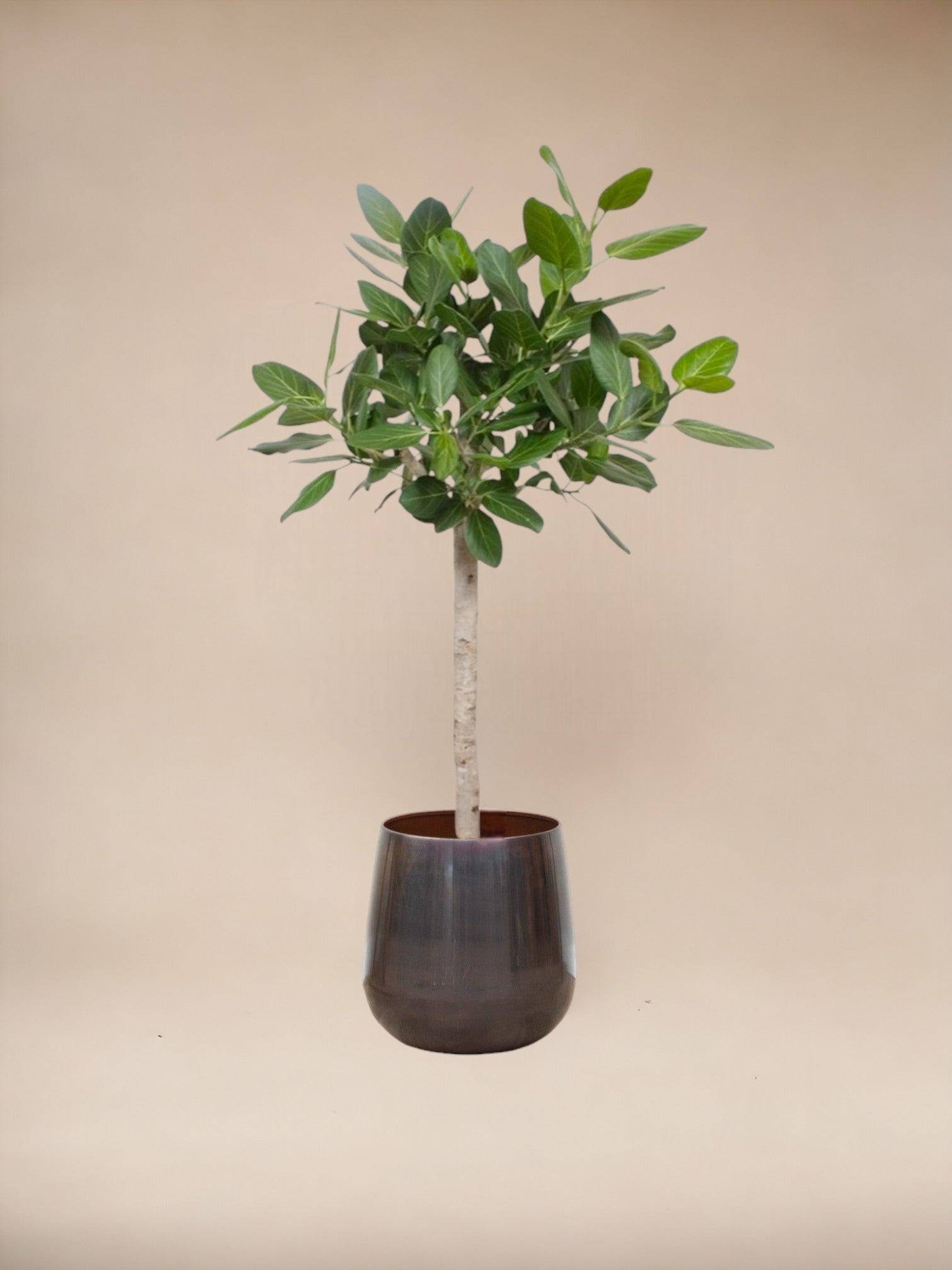La Green Touch - Ficus Audrey Benghalensis 140cm - Plante d'intérieur- La Green Touch - Imagen 3
