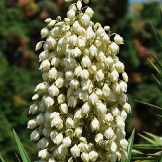 Yucca filamenteux (Yucca filamentosa) - Godet 9cm - Pépinières Naudet - Image 1