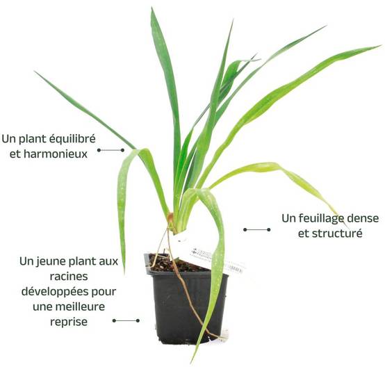 Yucca filamenteux (Yucca filamentosa) - Godet 9cm - Pépinières Naudet - Image 3