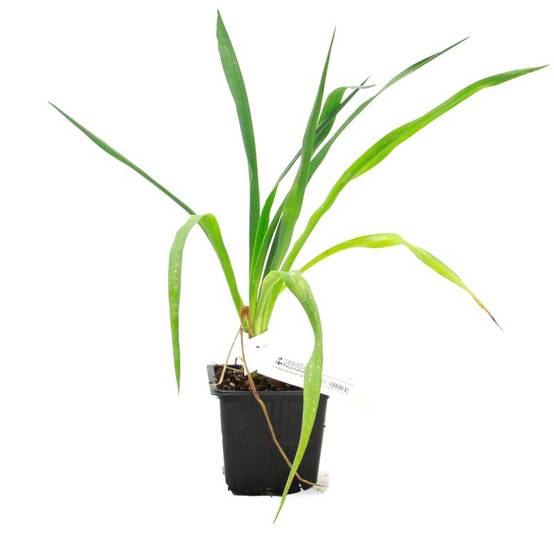 Yucca filamenteux (Yucca filamentosa) - Godet 9cm - Pépinières Naudet - Image 2