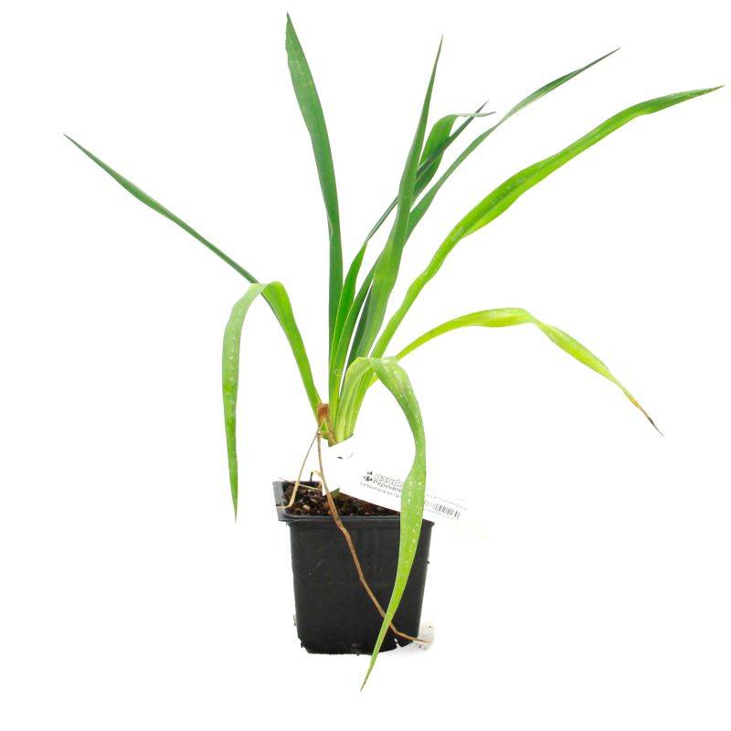 Yucca filamenteux (Yucca filamentosa) - Godet 9cm - Pépinières Naudet - Image 2