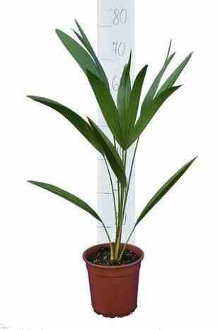 0 - Chamaerops humilis (palmier doum)  Pot de 180L 175/200cm