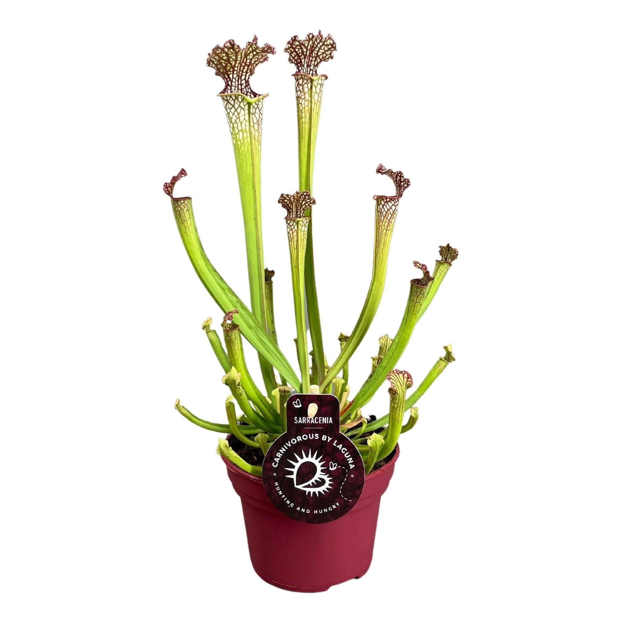 Sarracenia Farnhamii 40cm - Plante d'intérieur- La Green Touch