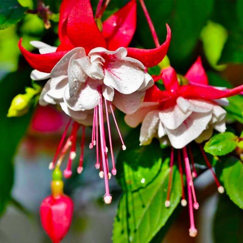 Fuchsia 'Alice Hoffmann' (Fuchsia 'Alice Hoffmann') - Godet - Taille 13/25cm - Pépinières Naudet