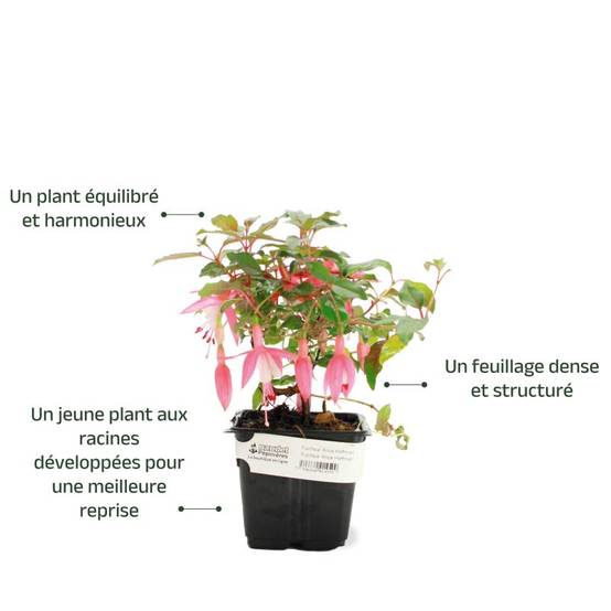 Fuchsia 'Alice Hoffmann' (Fuchsia 'Alice Hoffmann') - Godet - Taille 13/25cm - Pépinières Naudet - Image 3