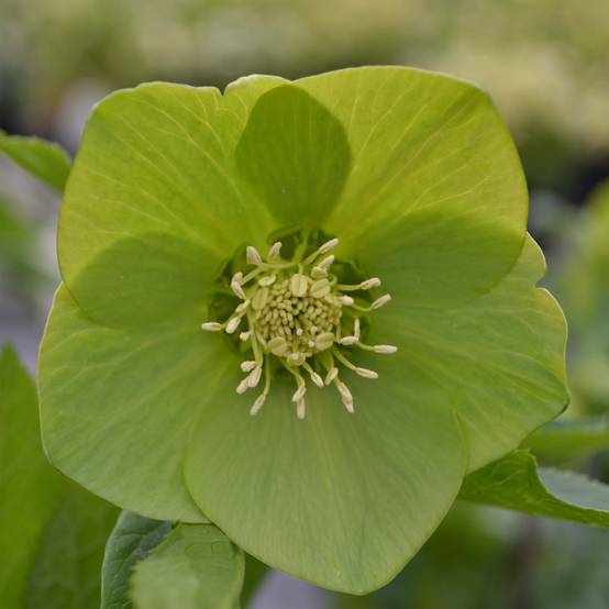 Promesse de Fleurs - Hellébore orientale Verte Pot de 2L/3L