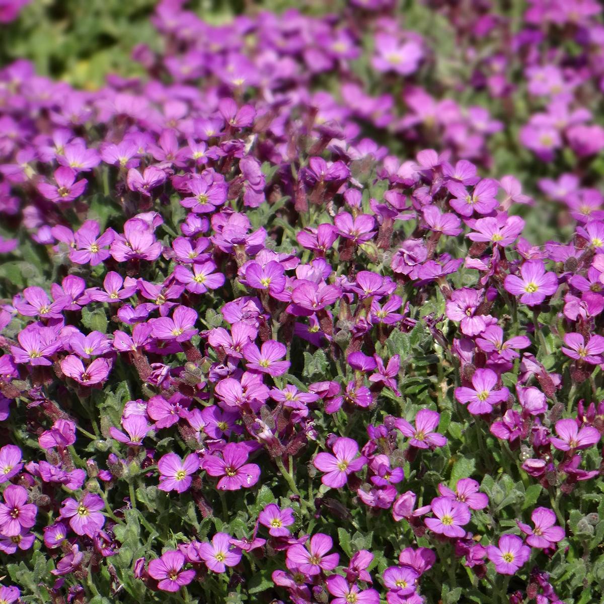 Promesse de Fleurs - Graines d'Aubriète Leichtlinii rose le sachet de 850 graines environ (0,25g)