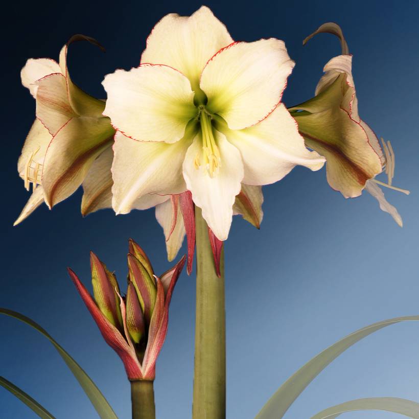 Promesse de Fleurs - Amaryllis Lemon Cream - Hippeastrum Bulbe calibre 24/26