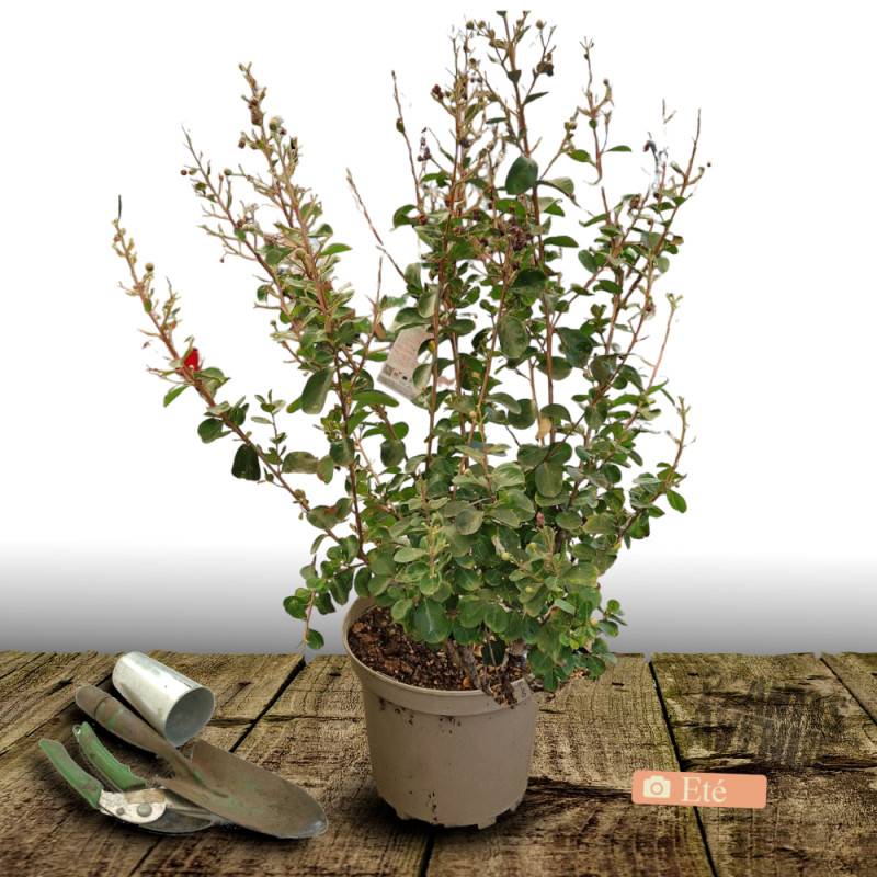 Lilas des Indes Neige d'été®, Lagerstroemia à fleurs Blanche/ - feuillage Caduc - Pot de 7,5L - Tigette - 60/80 cm - Image 7