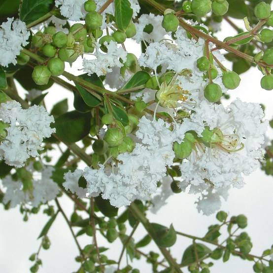 Lilas des Indes Neige d'été®, Lagerstroemia à fleurs Blanche/ - feuillage Caduc - Pot de 7,5L - Tigette - 60/80 cm - Image 1