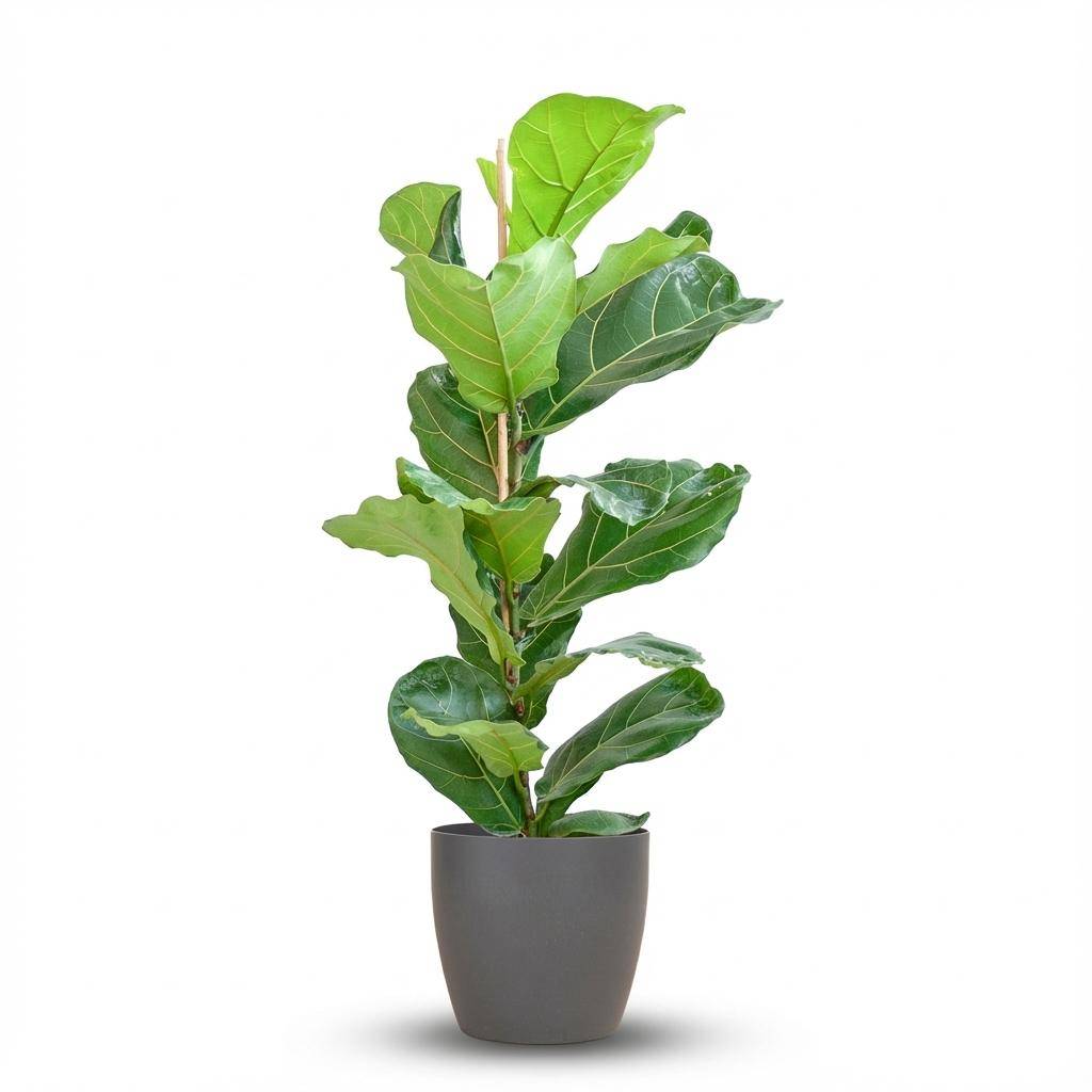 Ficus Lyrata - Pot de 21cm - Hauteur 75 - 85cm - Gris - Plantes d'intérieur