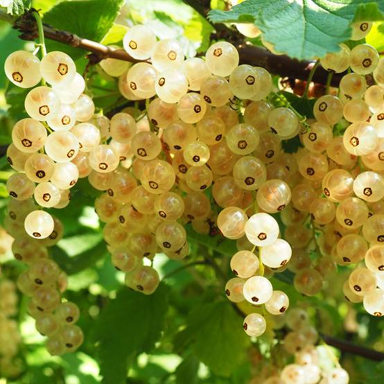 Promesse de Fleurs - Groseillier à grappes blanches Werdavia - Ribes rubrum Pot de 2L/3L, Buisson