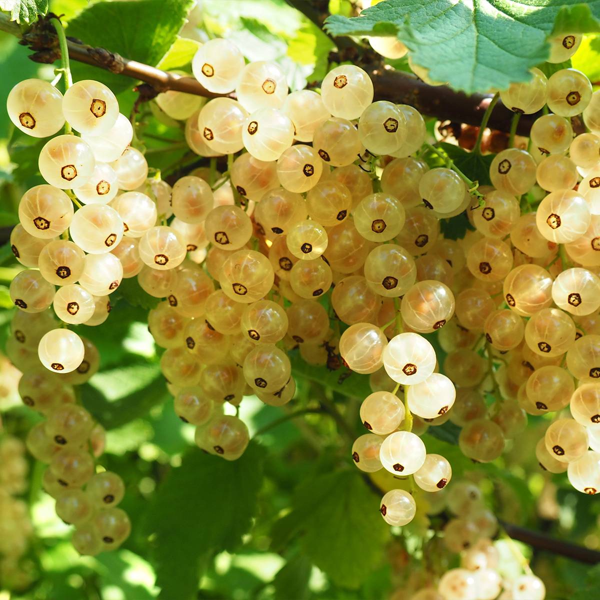 Promesse de Fleurs - Groseillier à grappes blanches Werdavia - Ribes rubrum Pot de 2L/3L, Buisson