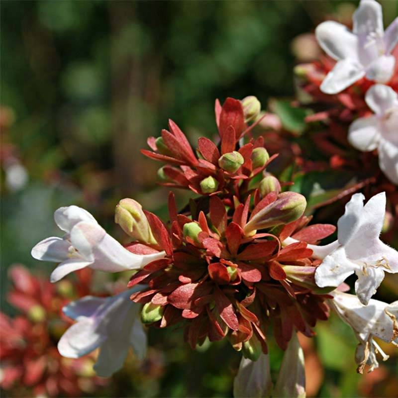 Abelia grandiflora Prostrata Pot de 7,5L/10L - Image 1