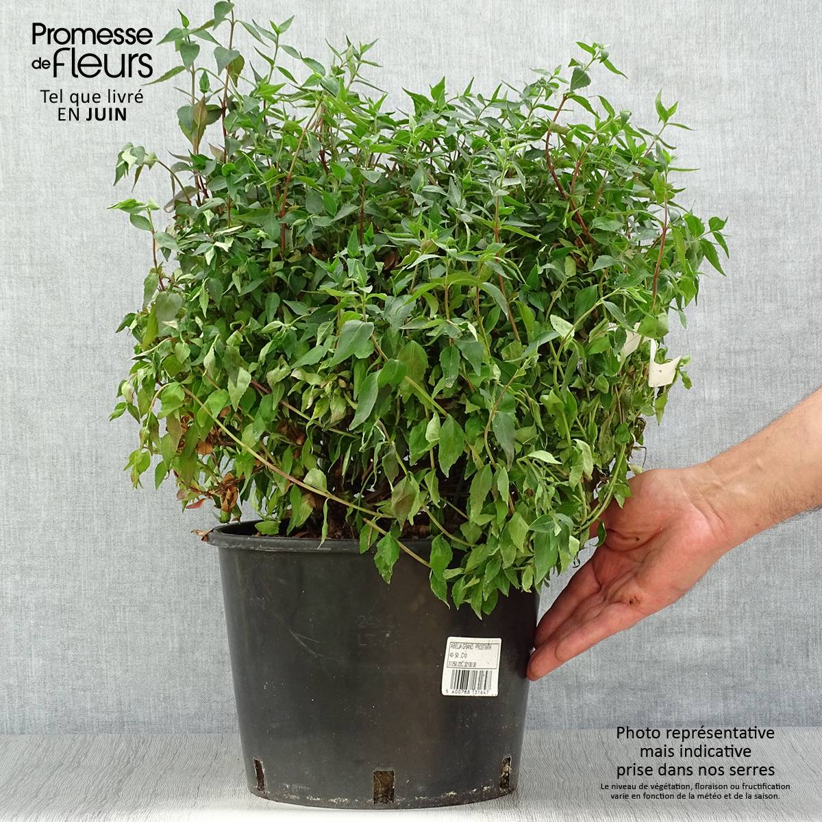 Abelia grandiflora Prostrata Pot de 7,5L/10L - Image 2