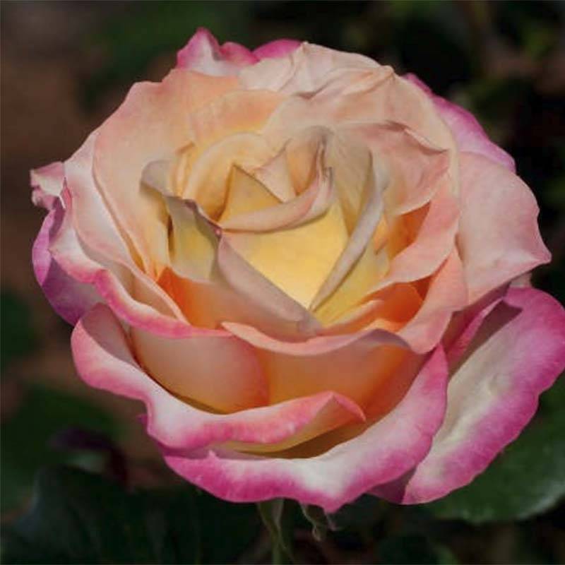 Promesse de Fleurs - Rosier à grandes fleurs Sweet Eureka Pot de 4L/5L