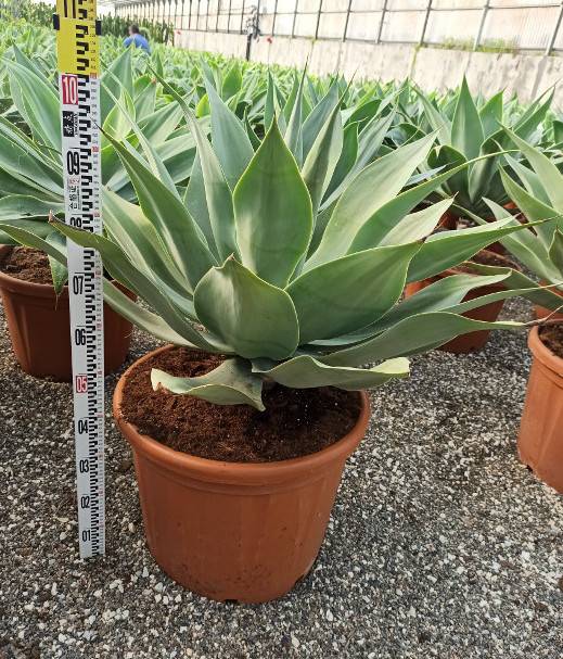Sans Marque - Agave attenuata (exemplaire) 80/100cm 70L Couleur floraison:Jaune - Taille:Pot de 70L - 90/100cm