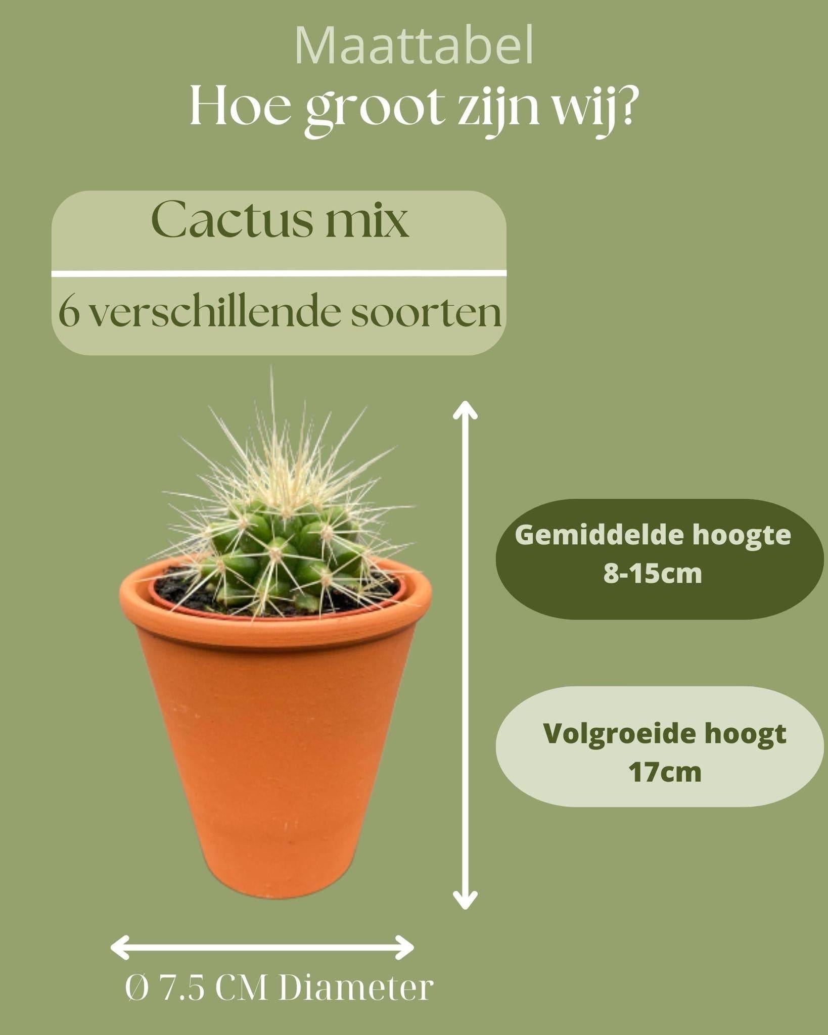 La Green Touch - Ensemble de 6 Cactus en Terracotta- La Green Touch - Image 4