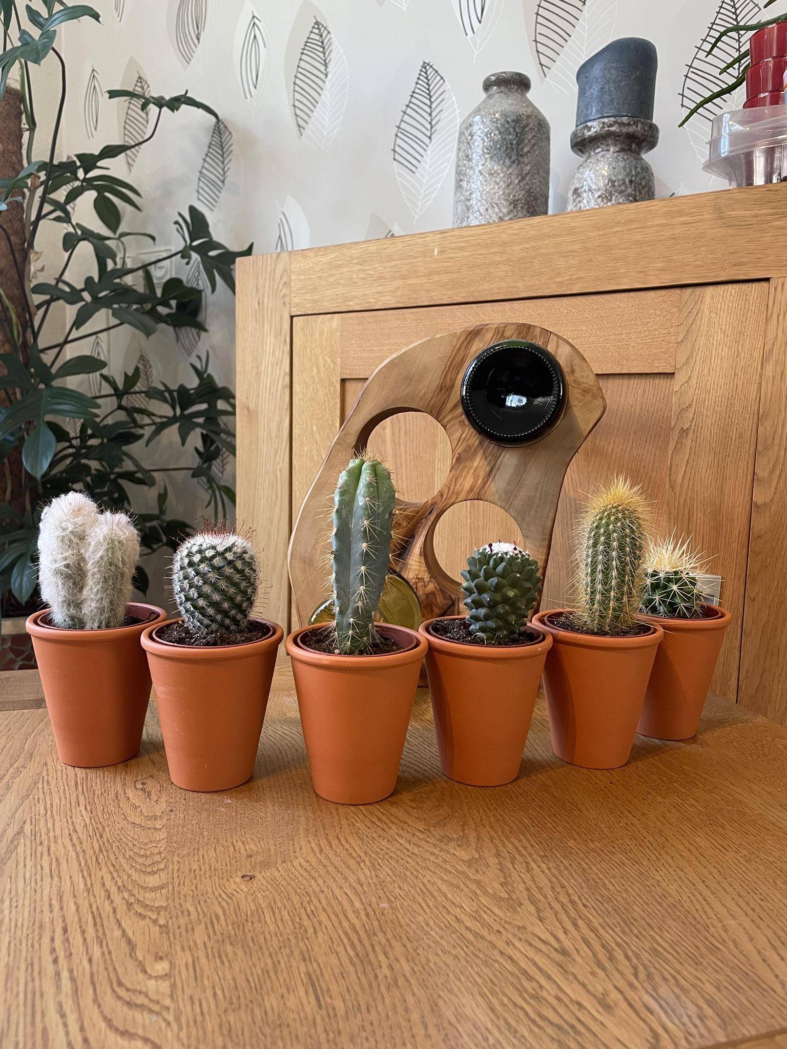 La Green Touch - Ensemble de 6 Cactus en Terracotta- La Green Touch - Image 2