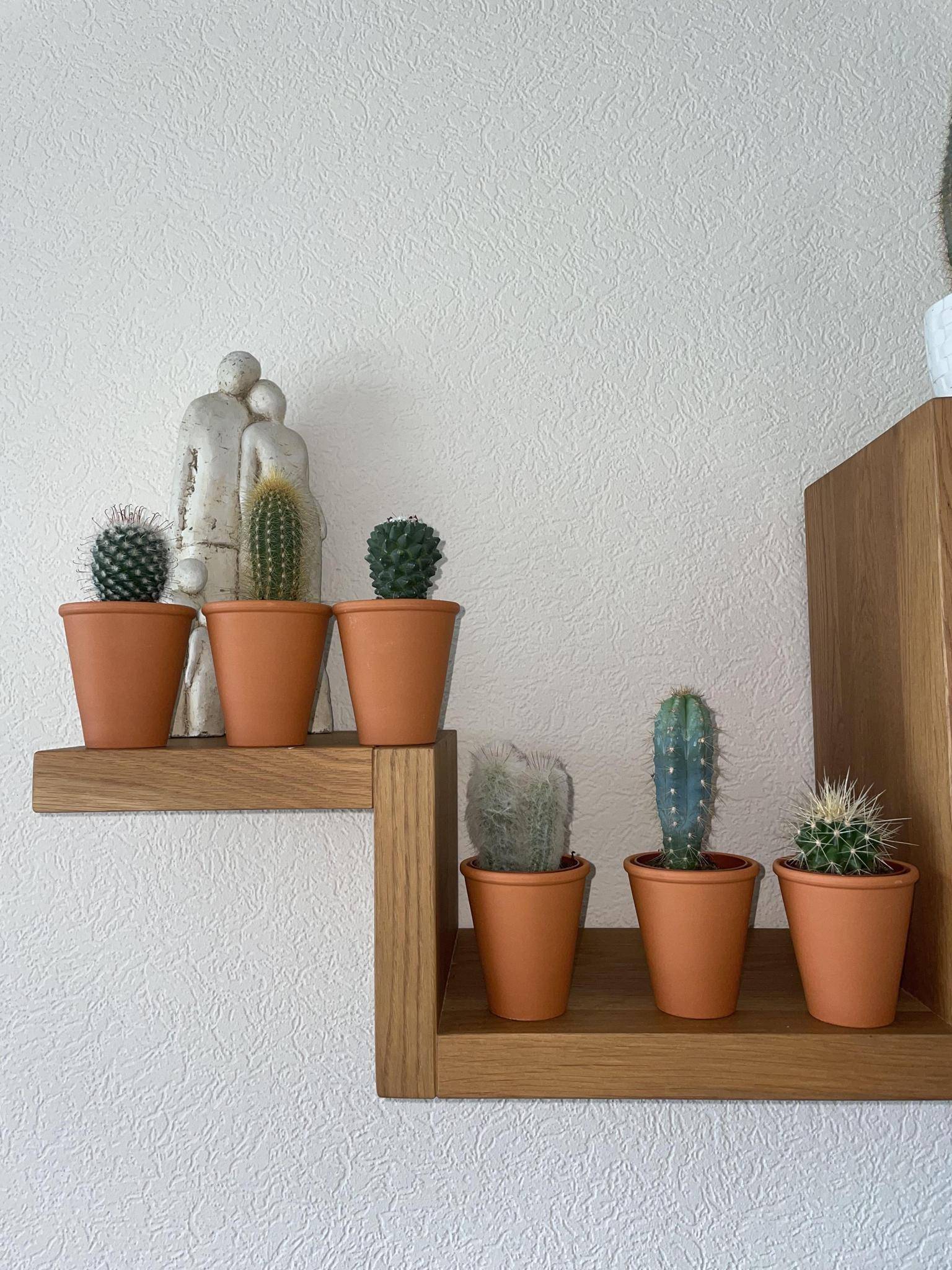 La Green Touch - Ensemble de 6 Cactus en Terracotta- La Green Touch - Image 3