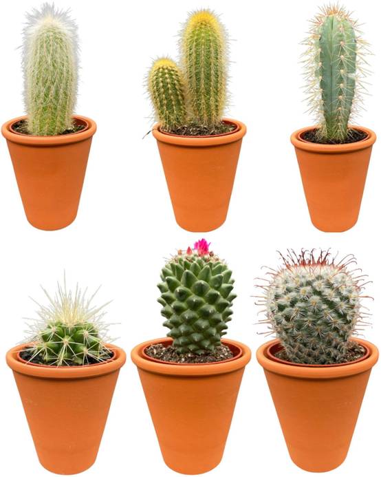 La Green Touch - Ensemble de 6 Cactus en Terracotta- La Green Touch - Image 1