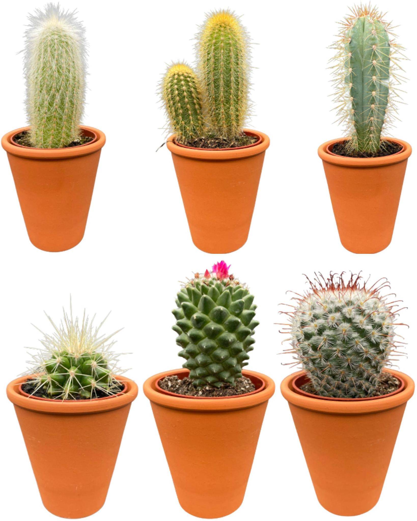 La Green Touch - Ensemble de 6 Cactus en Terracotta- La Green Touch