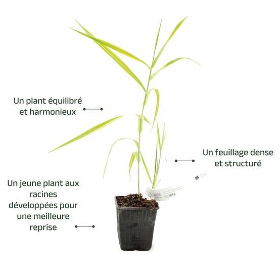 Canne de Provence 'Aureovariegata' (Arundo donax 'Aureovariegata') - Godet 9cm - Pépinières Naudet - Image 3