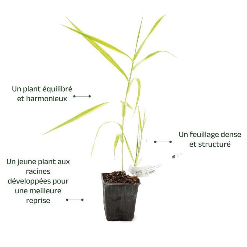 Canne de Provence 'Aureovariegata' (Arundo donax 'Aureovariegata') - Godet 9cm - Pépinières Naudet - Imagen 3