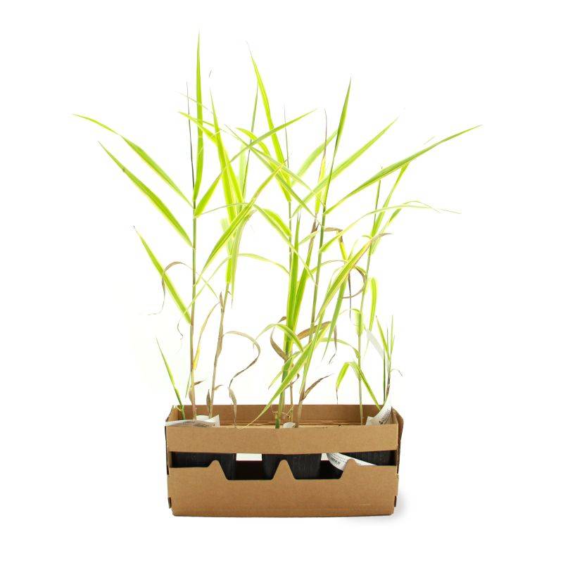Canne de Provence 'Aureovariegata' (Arundo donax 'Aureovariegata') - Godet 9cm - Pépinières Naudet - Imagen 4