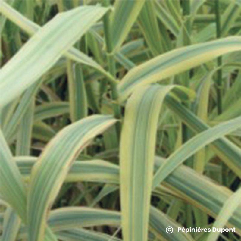 Canne de Provence 'Aureovariegata' (Arundo donax 'Aureovariegata') - Godet 9cm - Pépinières Naudet