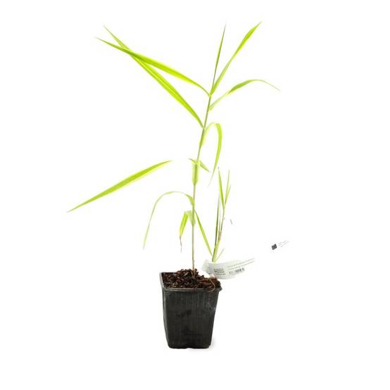 Canne de Provence 'Aureovariegata' (Arundo donax 'Aureovariegata') - Godet 9cm - Pépinières Naudet - Image 2