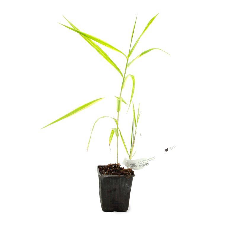 Canne de Provence 'Aureovariegata' (Arundo donax 'Aureovariegata') - Godet 9cm - Pépinières Naudet - Imagen 2