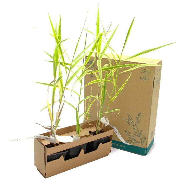 Canne de Provence 'Aureovariegata' (Arundo donax 'Aureovariegata') - Godet 9cm - Pépinières Naudet - Imagen 5