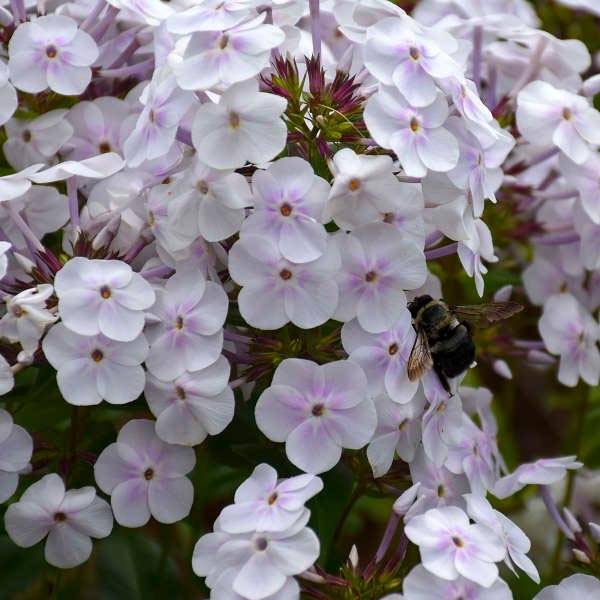 Phlox Fashionably Early Crystal - Phlox hybride Godet de 8/9 cm