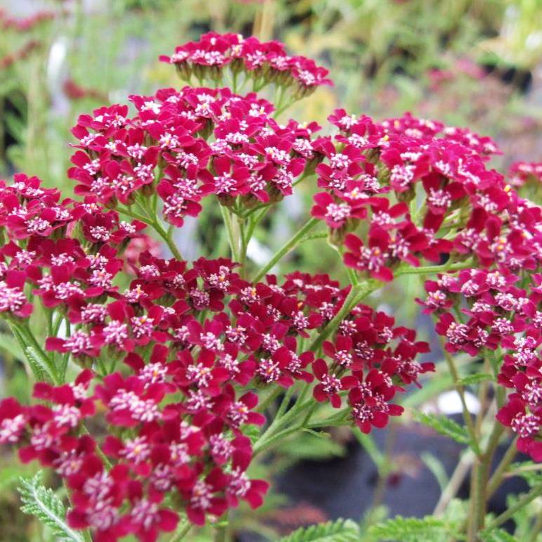 Achillée millefeuille Cassis - Achillea millefolium Godet de 8/9 cm