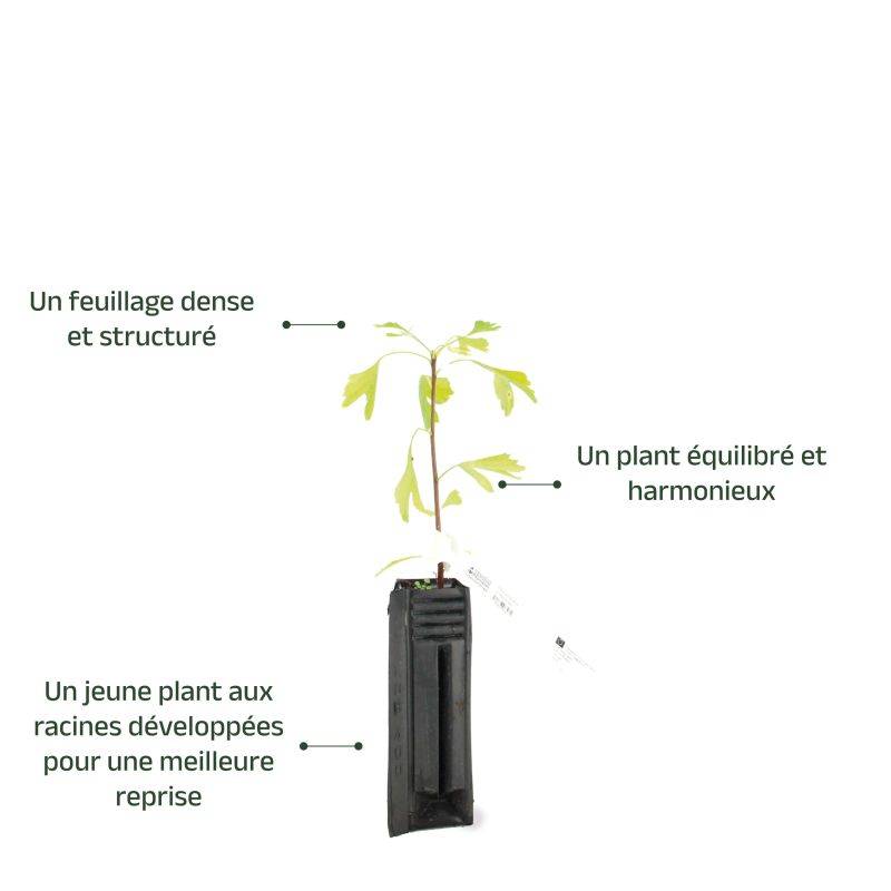 Arbre aux quarante écus (Ginkgo biloba) - Godet - Taille 20/50cm - Pépinières Naudet - Imagen 4