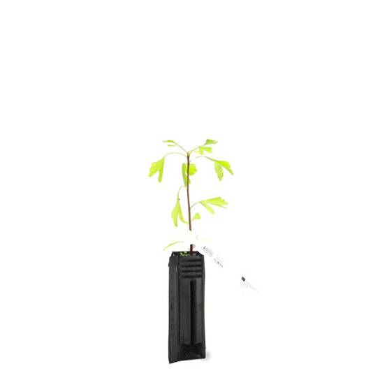 Arbre aux quarante écus (Ginkgo biloba) - Godet - Taille 20/50cm - Pépinières Naudet - Imagen 3