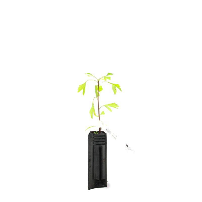 Arbre aux quarante écus (Ginkgo biloba) - Godet - Taille 20/50cm - Pépinières Naudet - Imagen 3