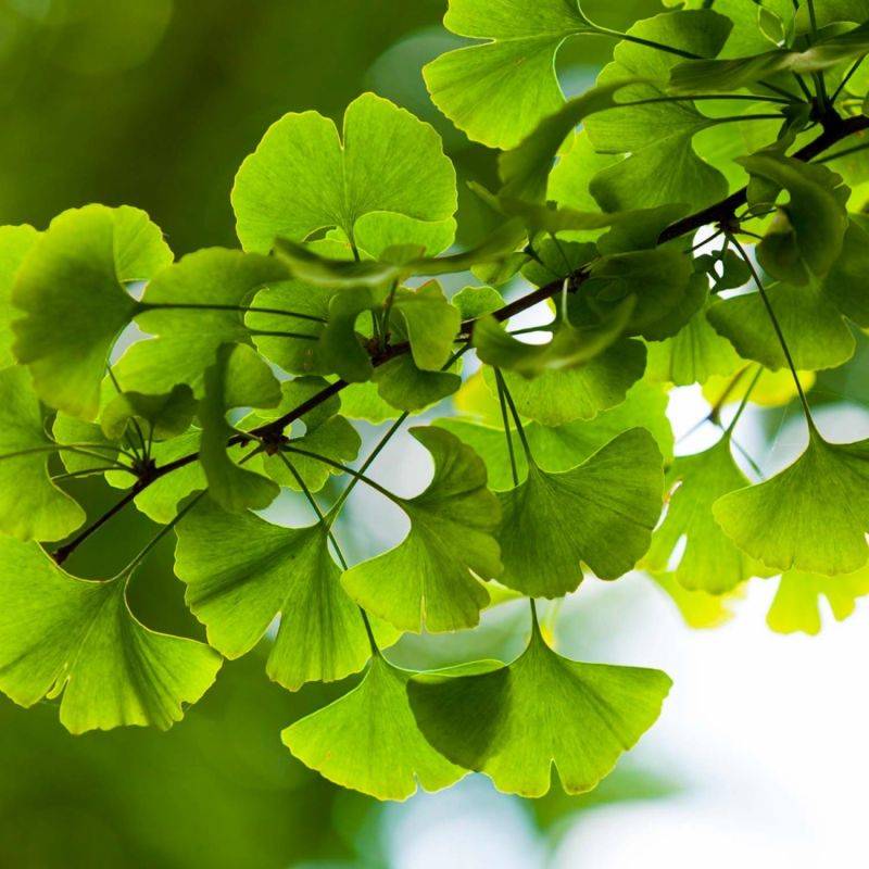 Arbre aux quarante écus (Ginkgo biloba) - Godet - Taille 20/50cm - Pépinières Naudet - Imagen 2