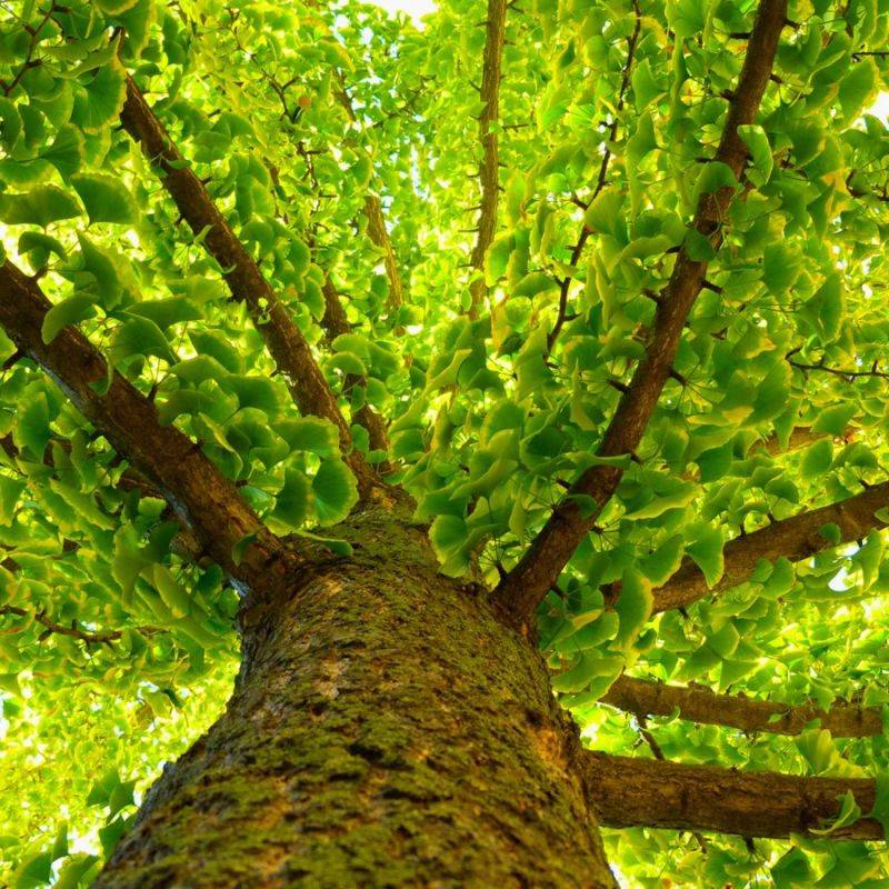 Arbre aux quarante écus (Ginkgo biloba) - Godet - Taille 20/50cm - Pépinières Naudet - Imagen 1