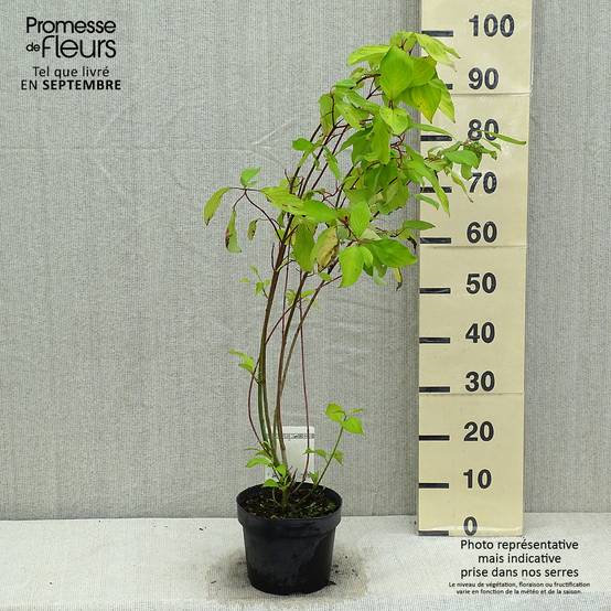 Cornus alba Aurea - Cornouiller blanc Pot de 2L/3L - Image 2