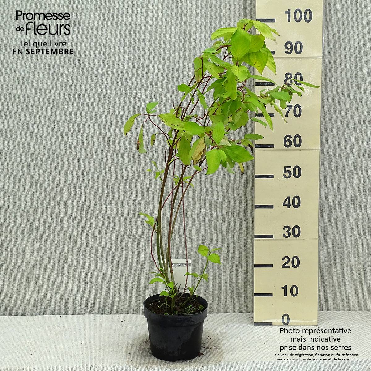 Cornus alba Aurea - Cornouiller blanc Pot de 2L/3L - Image 2