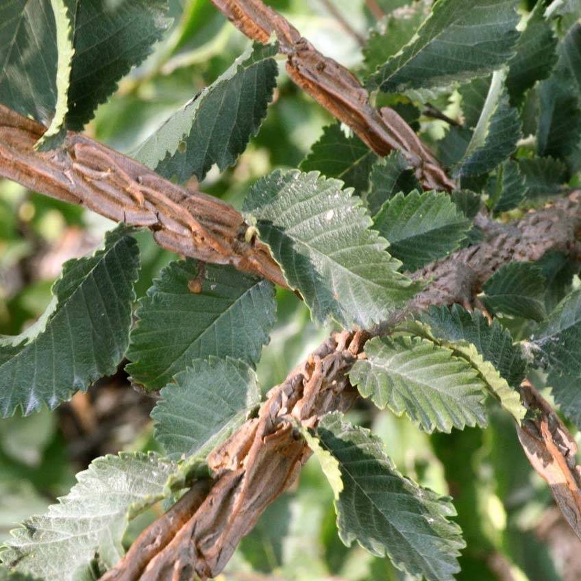 Ulmus minor suberosa - Orme champêtre Pot de 7,5L/10L - Image 1